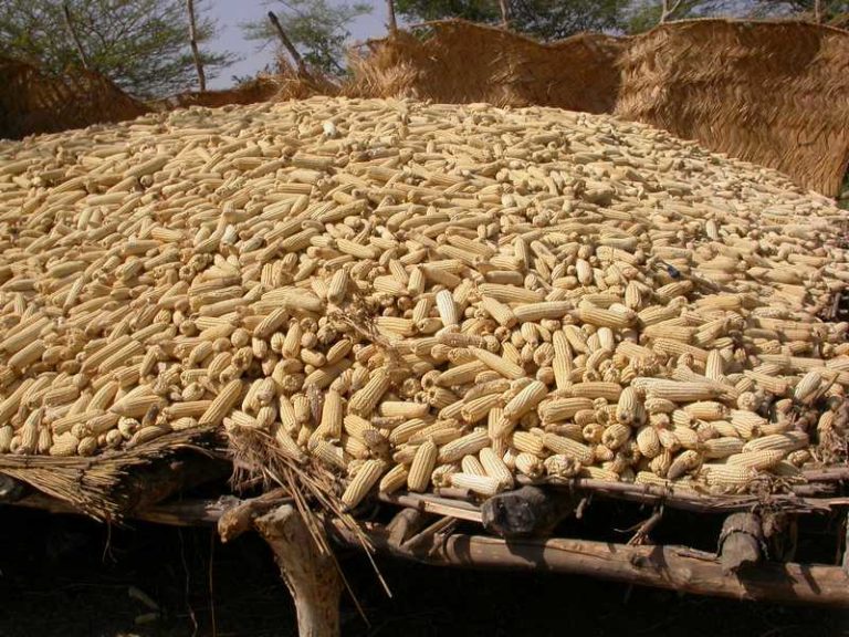 Burkina: La campagne agricole 2019-2020 enregistre une production céréalière de 5,02 millions de tonnes