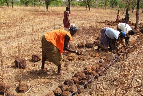 Burkina : Environ  1 709 ha  de terres dégradés récupérées par  l’Etat en 2020