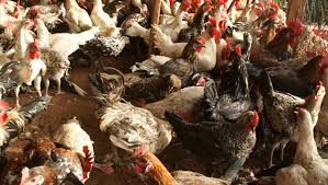 Grippe aviaire