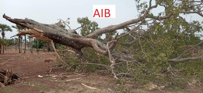 A1