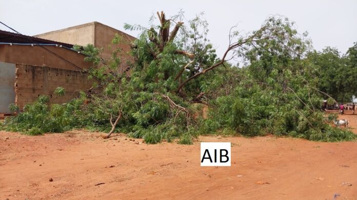 Arbre