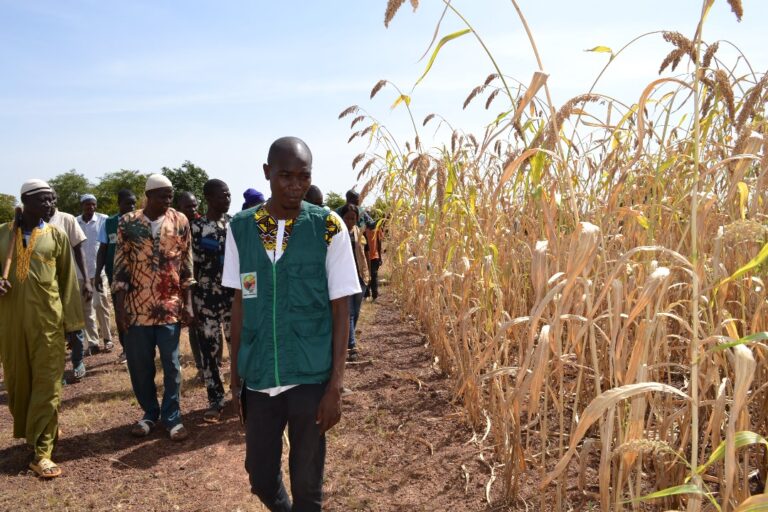 Sannmatenga : L’ONG HELP visite un champ expérimental de sorgho à Boussouma