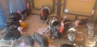 Une vue des expositions sur le site de la foire.