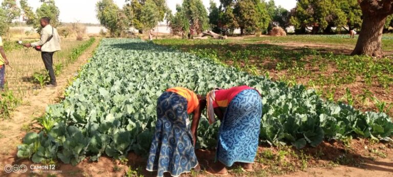 La vie reprend pour des maraîchers réinstallés dans la région du Centre–nord 