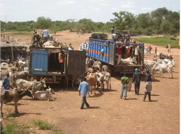 Boucle du Mouhoun : Suspension du transport de bétail hors des Banwa pendant trois mois, gouverneur