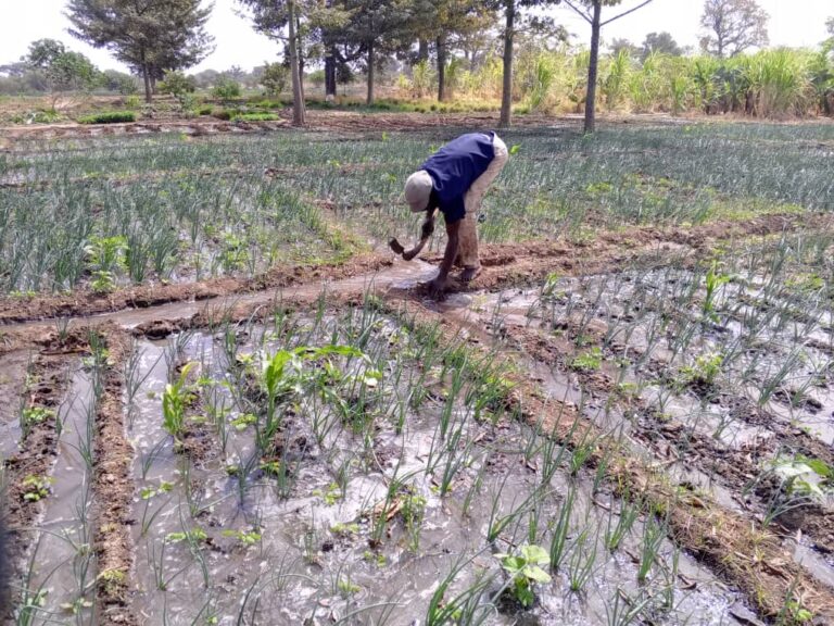 Banwa : Des PDI s’adonnent à la maraicher-culture pour subvenir à leurs besoins