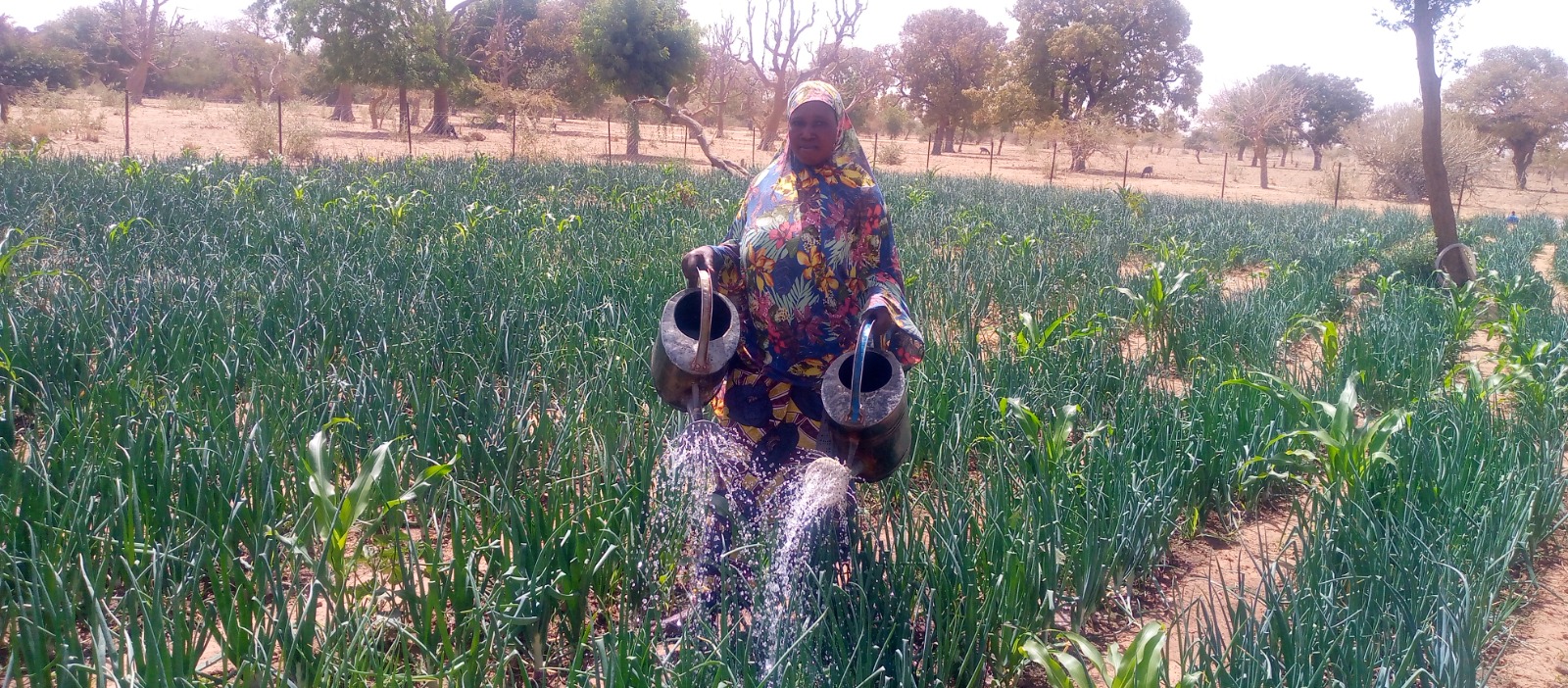 Soutien à la production maraichère : Awa Savadogo donne un exemple de résilience aux femmes de Oula