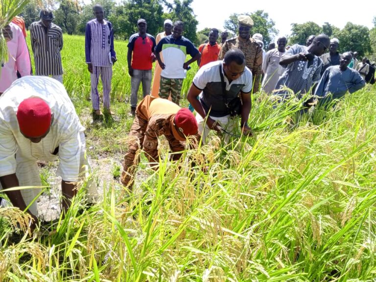 Banwa : Le secrétaire général de la province lance la récolte du riz