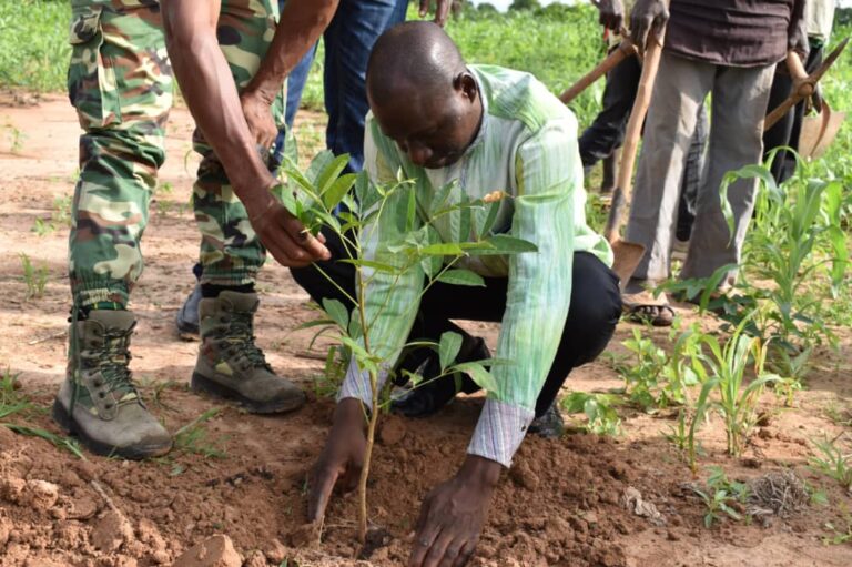 Sourou : 421 plantes médicinales mises en terre par la direction provinciale des eaux et forêts