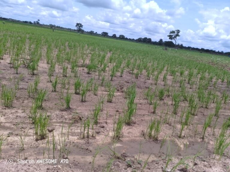 Tapoa/Diapaga : la délégation spéciale communale visite les 10 ha de rizière qu’elle a offerte aux producteurs locaux