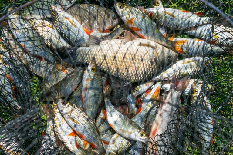 Tapoa : La pêche reprend ses droits dans le village de Tapoa barrage