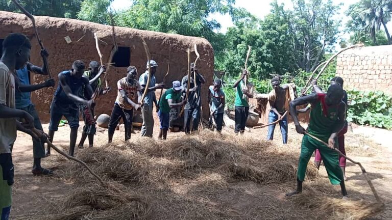 Koosin/Commune de Doumbala : Le battage du fonio au rythme de la culture bwa
