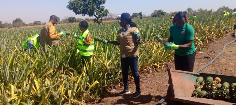 Kadiogo : Une production d’ananas voit le jour sur 2 hectares à Kalzi
