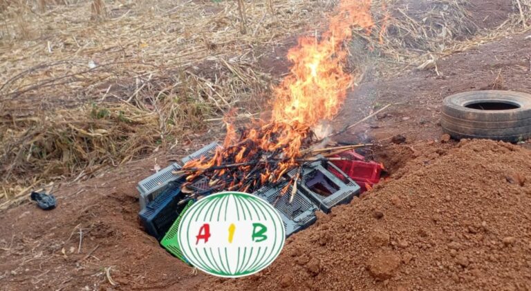 Kampti : 1 400 poussins frauduleusement importés saisis et incinérés.