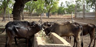 Dans la ferme du nonagénaire Ousseini Traoré, les bottes de fourrage soigneusement conservées servent à l’alimentation de ses animaux