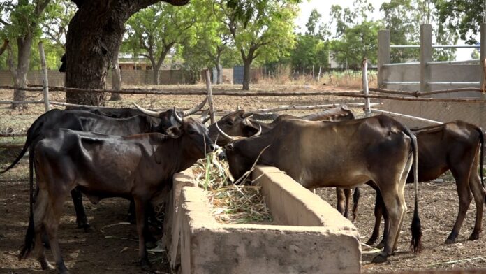 IMG-20260702-WA0046 Dans la ferme du nonagénaire Ousseini Traoré, les bottes de fourrage soigneusement conservées servent à l’alimentation de ses animaux