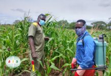 Houet : Les VDP Agricoles de Péni exploitent 7 hectares malgré la pression des ravageurs